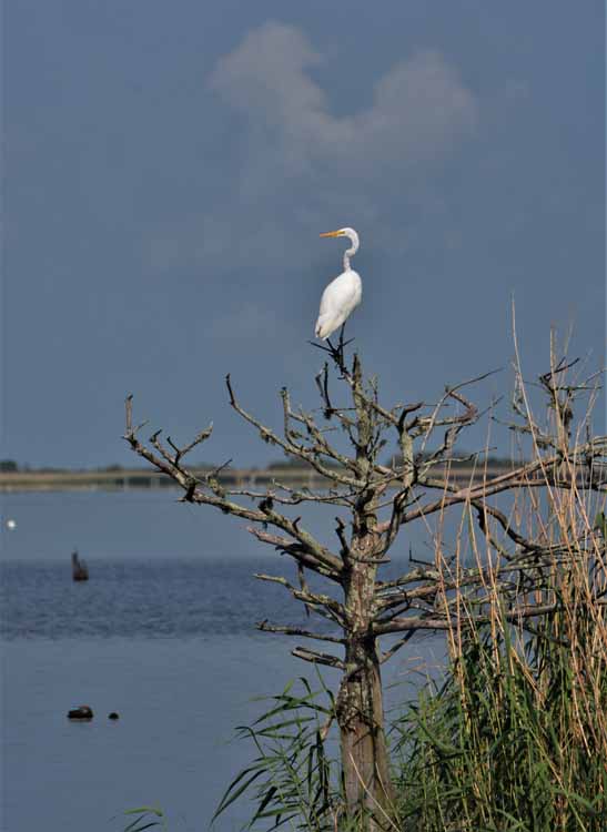 egret